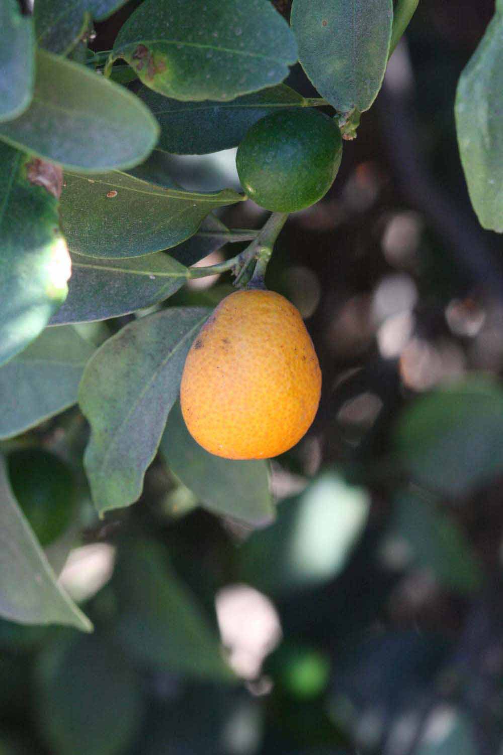            Fruit of  Fortunella crassifolia        Swingle (Crassifolia, Riverside,   CA)   